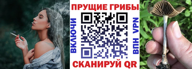 наркота  Выборг  Псилоцибиновые грибы Psilocybine cubensis 